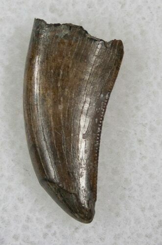 Nanotyrannus Tooth - South Dakota #16253